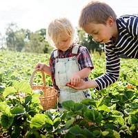 Kids in strawberry farm