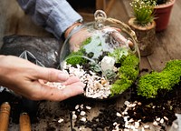 Hands making a terrarium with miniature plants