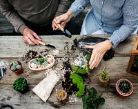 Couple making a terrarium with miniature plants