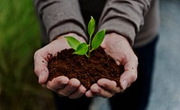 Hands holding a pile of earth soil with a growing plant