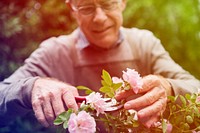 Senior adult trimming the rose in the garden