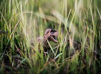 Tyrannosaurus rex toy in the grass