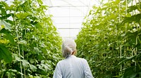 Scientist walking through a greenhouse aisle