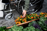 Senior adult woman on wheelchair picking flower in the garden