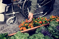 Senior adult woman on wheelchair picking flower in the garden