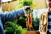 Gardener gives organic fresh agricultural carrots to customer