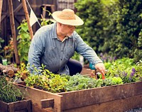 Adult Farmer Man Planting Vegetable with Shovel