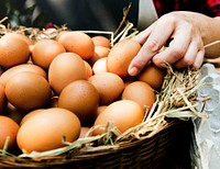 Fresh Chicken Rooster Eggs on Hay at Local Farmer Market