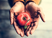 Hand holding tomato nature product