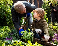 Dad and son gardening tranplanting outdoors together