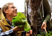 Senior adult couple picking vegetable from backyard garden