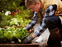 Senior adult picking vegetable from backyard garden