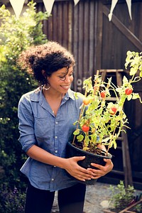 Adult Woman Holding Tomatoes Tree in a Pot
