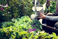 Woman watering organic fresh agricultural product