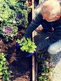 Senior man planting vegetables at garden backyard
