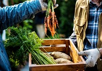 Gardener gives organic fresh agricultural carrots to customer