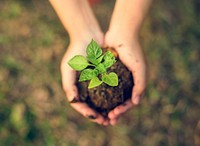 Hand holding sprout for growing nature