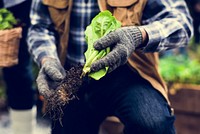Senior Adult Hands Holding Fresh Vegetable From Farm