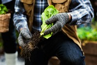 Senior Adult Hands Holding Fresh Vegetable From Farm