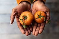 Hand holding fresh tomato nature product