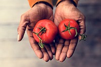 Hand holding tomato nature product