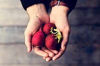 Hand holding fresh organic radish nature product
