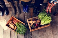 Diverser People Legs Wearing Farming Boots with Fresh Vegetable