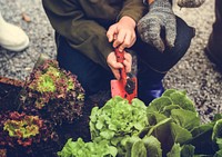 Family planting vegetable from backyard garden