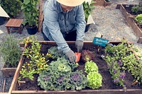 Senior adult planting vegetable from backyard garden