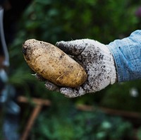Adult Man Hand Holding Fresh Potato with Soil