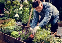 Senior adult planting vegetable from backyard garden