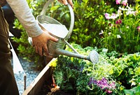 Adult Farmer Man Watering Vegetable