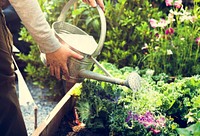 Adult Farmer Man Watering Vegetable
