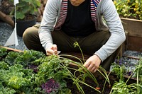 Man planting vegetable in greenhouse