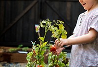 Kid is taking a fresh tomato from a garden