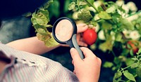Child using magnifier looking at tomato