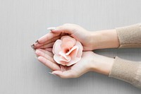 Hands Hold Cupping Paperwork Pink Rose on Gray Background