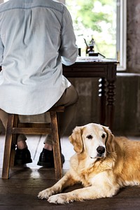Golden retriever lying on the wooden floor by the owner