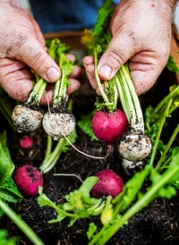 Closeup of hand holding beets