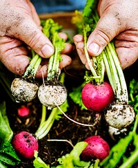 A person handling beets