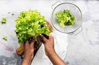 Closeup of hands holding organic green oak salad vegetable