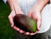 Hands holding a fresh mango