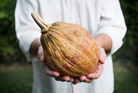 Hands holding pumpkin organic produce from farm