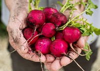 Hands holding radish organic produce from farm