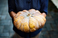 Hands holding pumpkin organic produce from farm