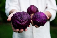 Hands holding a red cabbage