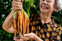 Closeup of hands holding fresh organic carrots
