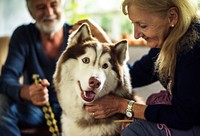Closeup of senior woman petting siberian husky