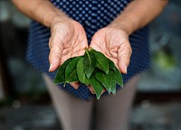 Hands holding a green leaf