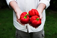 Hands holding fresh bell pepper